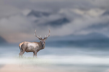 Sticker - Adult red deer stands in the fog on mountains background