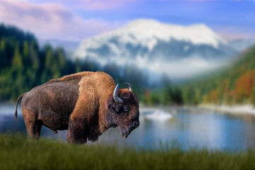 Bison stands in the grass against the backdrop of snow-capped mountains and lake