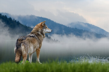 Wall Mural - wolf stands in the grass and looks into the distance against the backdrop of mountains