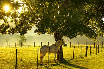 beautiful white horse on a Brazilian fazenda.