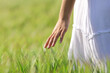 © Antonioguillem - Woman hand with white dress touching wheat