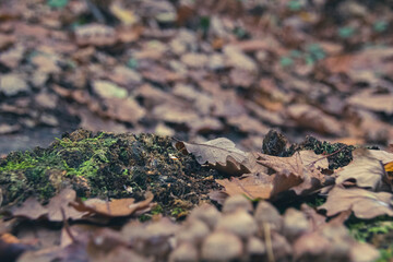 Poster - mushroom in the forest