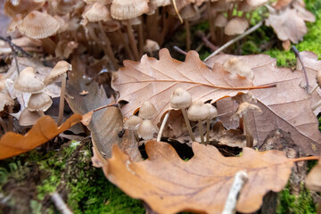 Poster - mushroom in the forest