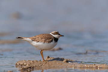 Poster - Little Ringed Plover (Charadrius dubius) feeding in the swamp