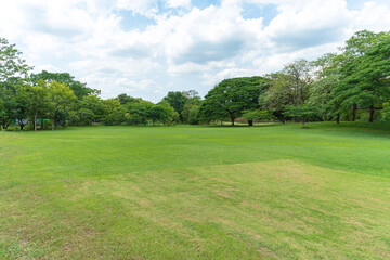 Wall Mural - Green trees with Beautiful meadow in the park