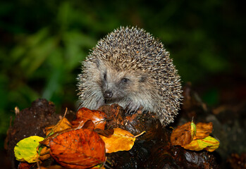 Wall Mural - Hedgehog in autumn, wild, free roaming hedgehog, taken from within a wildlife hide to monitor the health and population of this favourite but declining mammal, copy space