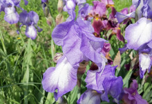 Beautiful Summer Flowers In The Flower Bed. Lilac Irises In The Flower Bed. Large Buds Of Blue-lilac Scallops.