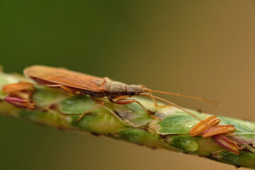 Wall Mural - paromius longulus is a species of dirt-colored seed bug in the family rhyparochromidae