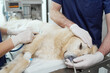 © gpointstudio - Close up of doctor's anaesthetising the dog on the table