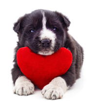 Puppy And Heart.