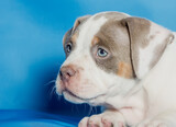 Fototapeta Koty - Beautiful purebred little puppy on a blue background.
