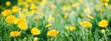Beautiful Yellow Dandelion Flowers On Green Meadow, Natural Blurred Background. Dreamy Artistic Floral Image Of Nature. Green Field With Yellow Fluffy Dandelions Close Up. Spring Summer Season. Banner