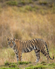 Wall Mural - Indian wild bengal female tiger side profile standing with eye contact in natural green background at tala bandhavgarh national park forest umaria madhya pradesh india asia - panthera tigris tigris