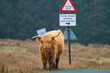 Single Highland Cow standing on the edge of a track in front of a road sign, licking it's nose