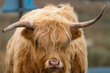 Close up of  the face of a Highland Cow with eccentrically bent horns