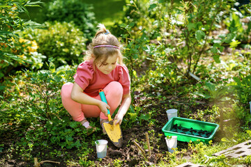 Wall Mural - Little happy preschool girl planting seedlings of sunflowers in domestic garden. Toddler child learn gardening, planting and cultivating flower and plant. Kids and ecology, environment concept.