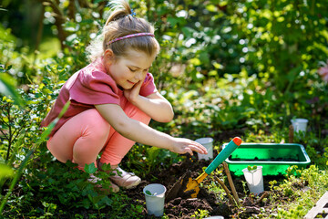 Wall Mural - Little happy preschool girl planting seedlings of sunflowers in domestic garden. Toddler child learn gardening, planting and cultivating flower and plant. Kids and ecology, environment concept.