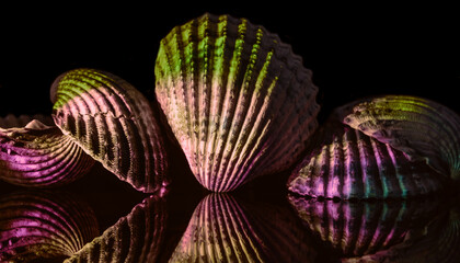 Aufkleber - Beautiful sea old seashells in neon light. Minimalism retro style concept.  Black Background pattern for design.