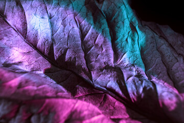 Aufkleber - Beautiful abstraction leaf texture  neon light. Minimalism retro style concept. Background pattern for design. Macro photography view.