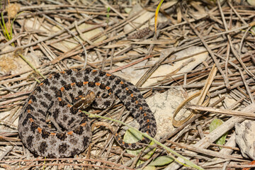 Wall Mural - Dusky Pygmy Rattlesnake - Sistrurus miliarius barbouri