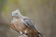 the Pacific baza has a gry face with yellow eyes white and brown striped chest and drak grey wings