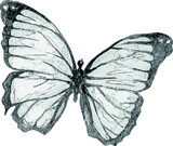 Fototapeta Motyle - Pencil sketch of a butterfly on a white background. Isolated illustration of an insect. Sketch for tattoo. Butterfly tattoo.
