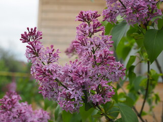 Wall Mural - Lilac blossoming branches, Selective focus