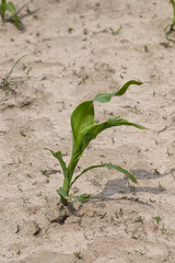 Canvas Print - agriculture secheresse planete climat environnement 