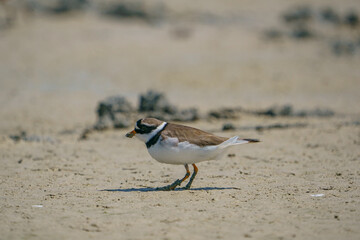 Poster - Little Ringed Plover (Charadrius dubius) feeding in the swamp