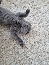 Playful Grey Scottish-fold Cat  Is Laying On The Back On The Floor Fluffy Light Carpet. Cat's Resting And Chilling Out And Enjoying This Life