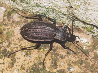 Poster - Beetle (Carabus rugosus subsp. celtibericus)