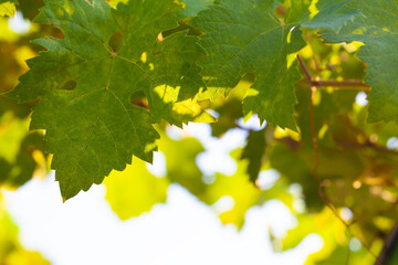 Wall Mural - border of green grape leaves against nature background