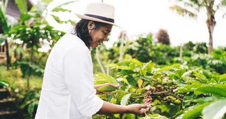 Wall Mural - Happy male farmer holding branch with coffee beans during day at plantation in Indonesia, side view of smiling man spending time for visiting agriculture caffeine cultivation at countryside