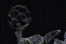 Negative Image Of Globe Artichoke With Long Stem