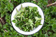 A bunch of wild nettles in a bowl, an edible herb rich in vitamins.