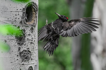 Wall Mural - Back home, the Black woodpecker landing (Dryocopus martius)