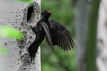 Wall Mural - Back home, fine art portrait of Black woodpecker female (Dryocopus martius)