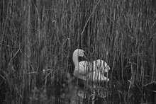 Swan In Reeds