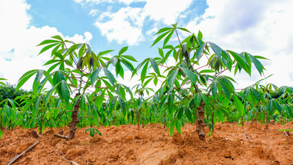 Wall Mural - cassava plantation in Thailand