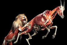 Animal Mockups, An Exhibit For The Study Of Anatomy Isolated On Black.