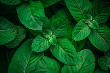 Natural Background, Green Mint Leaves Top View.