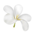 Plumeria or frangipani flower vector on white background. White flower.
