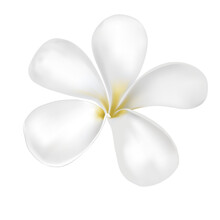 Plumeria Or Frangipani Flower Vector On White Background. White Flower.