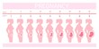 Stages fetus in belly. Timeline prenatal development, weeks months trimester pregnancy childbirth, growth embryo baby profile silhouette pregnant woman, swanky vector illustration