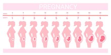 Stages Fetus In Belly. Timeline Prenatal Development, Weeks Months Trimester Pregnancy Childbirth, Growth Embryo Baby Profile Silhouette Pregnant Woman, Swanky Vector Illustration