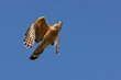 A red shouldered hawk (Buteo lineatus) in flight against a blue sky in Sarasota, Florida