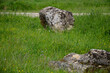 © FarukPhotography - The old medieval necropolis called Stecci in Central Bosnia. Medieval tombstone called Stecak near the town of Novi Travnik. Necropolis called Maculje in the heart of Bosnia and Herzegovina.