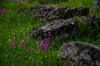 © FarukPhotography - The old medieval necropolis called Stecci in Central Bosnia. Medieval tombstone called Stecak near the town of Novi Travnik. Necropolis called Maculje in the heart of Bosnia and Herzegovina.