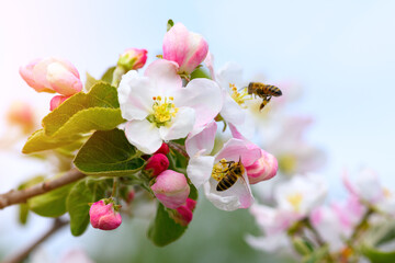 Bee and flower. Closeup of two striped bees collecting pollen on white-pink flowers an apple tree.  Summer and spring backgrounds