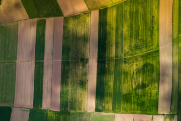 Canvas Print - Poland Agriculture Countryside Landscape at Spring. Aerial Drone View